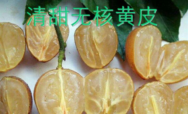 无核黄皮果苗鸡心黄皮/酸黄皮苗