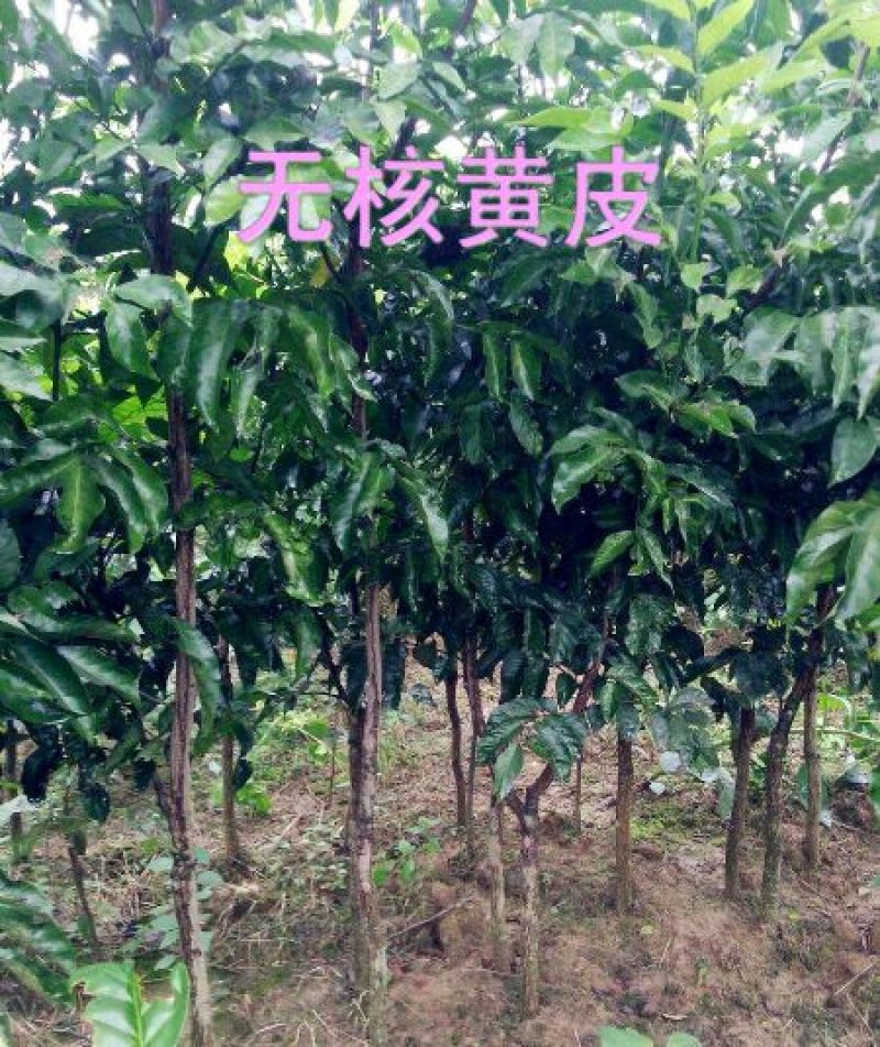 无核黄皮果苗鸡心黄皮/酸黄皮苗