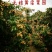 无核黄皮果苗鸡心黄皮/酸黄皮苗