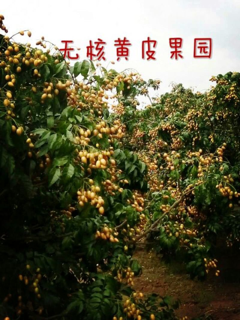 无核黄皮果苗鸡心黄皮/酸黄皮苗