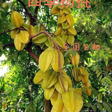 杨桃苗甜杨桃苗