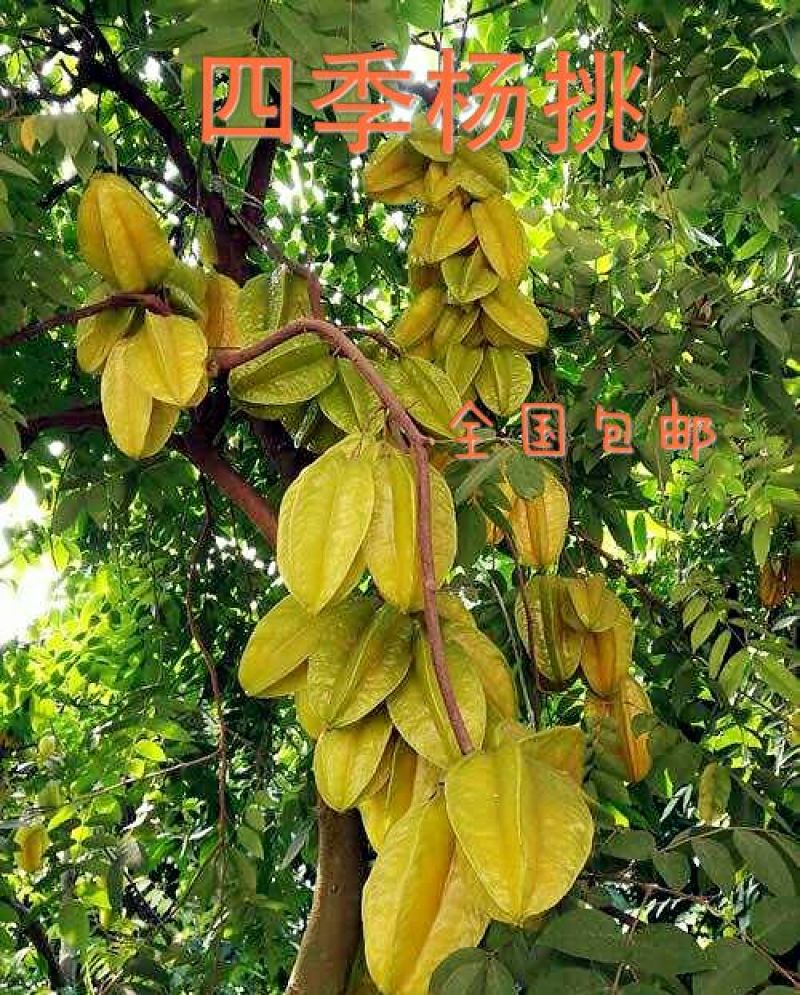 杨桃苗甜杨桃苗