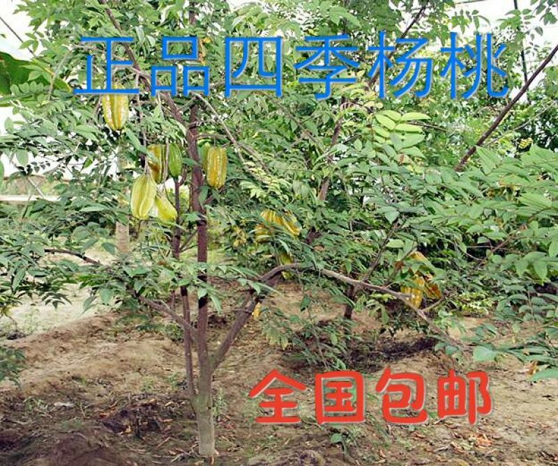 杨桃苗甜杨桃苗