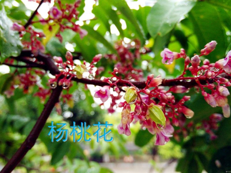 杨桃苗甜杨桃苗