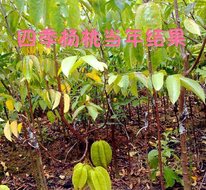 杨桃苗甜杨桃苗