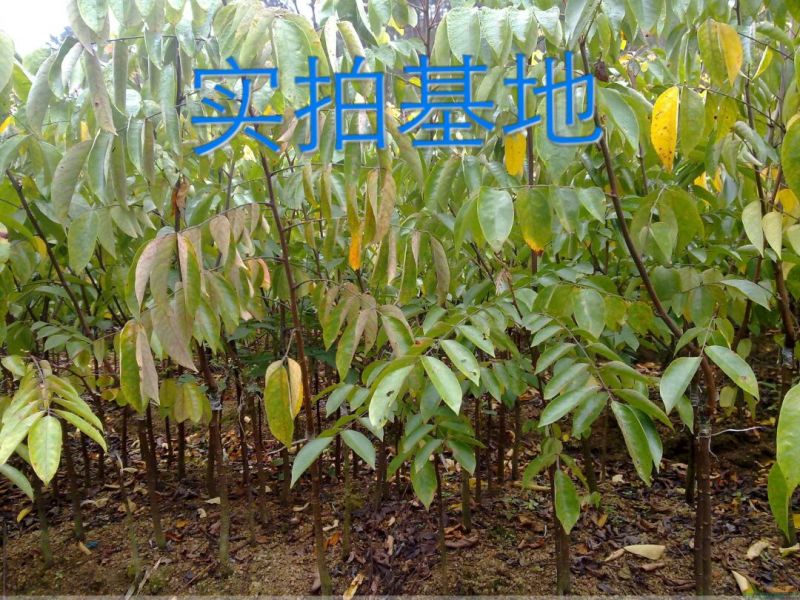 杨桃苗甜杨桃苗