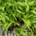 白芨种苗10cm以下
