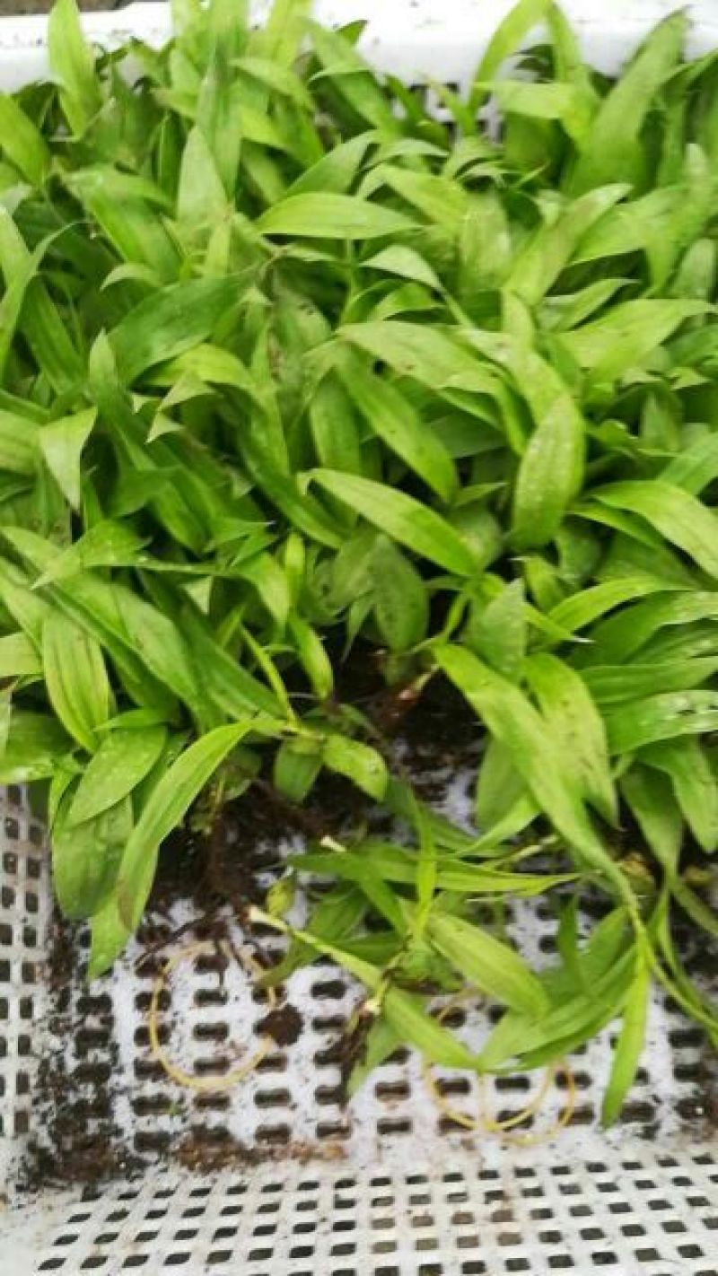 白芨种苗10cm以下