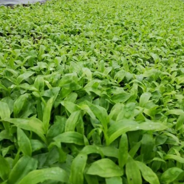 白芨种苗10cm以下
