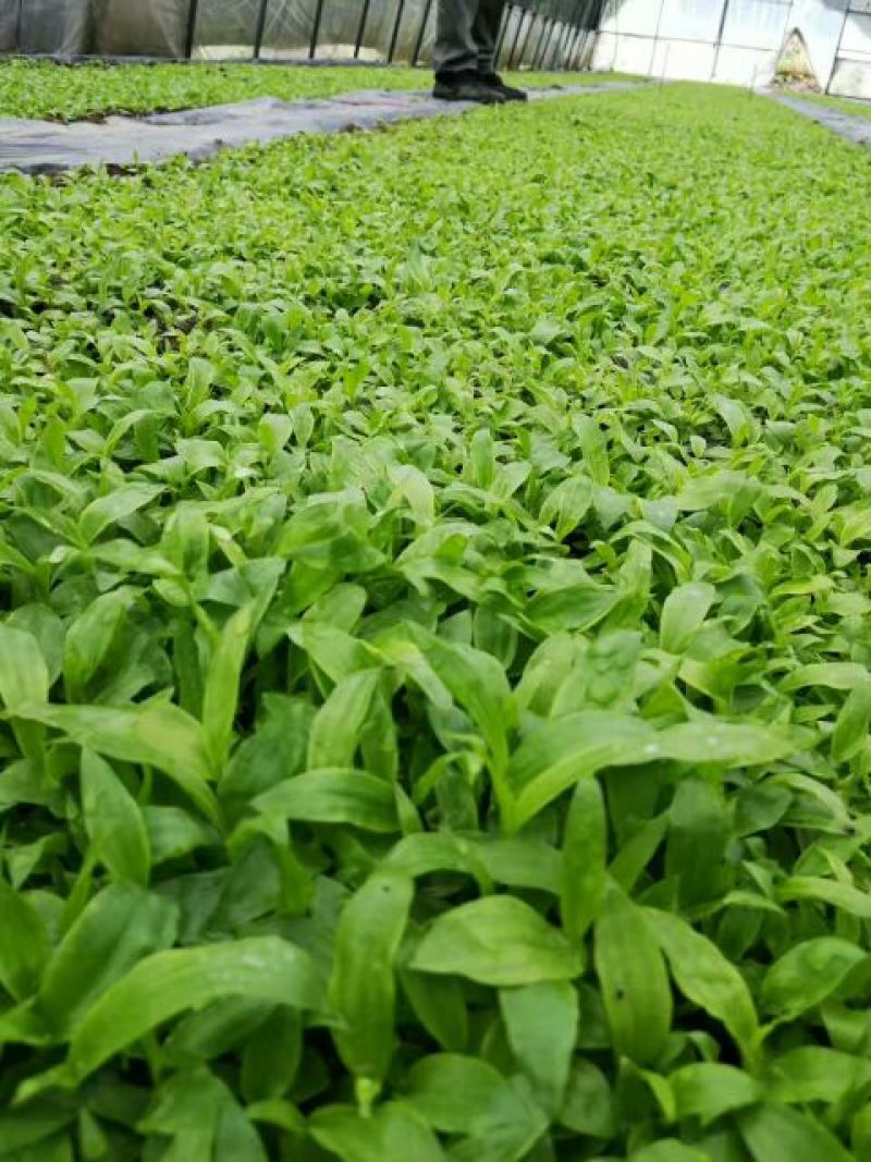 白芨种苗10cm以下