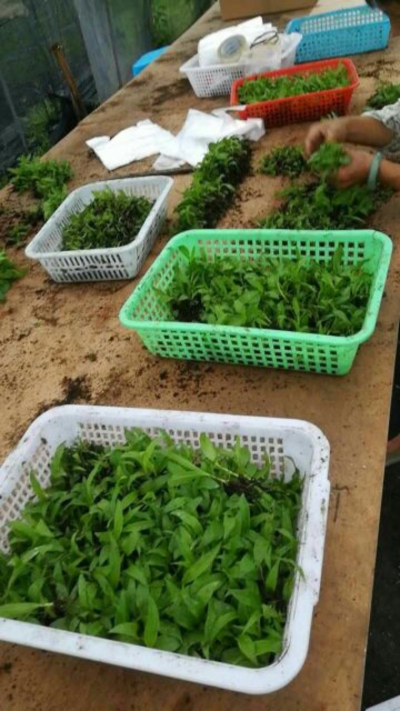 白芨种苗10cm以下