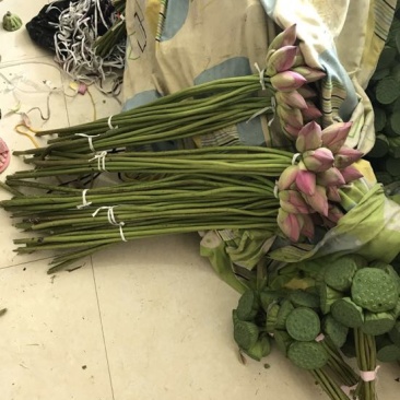 荷花60cm以上
