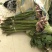 荷花60cm以上