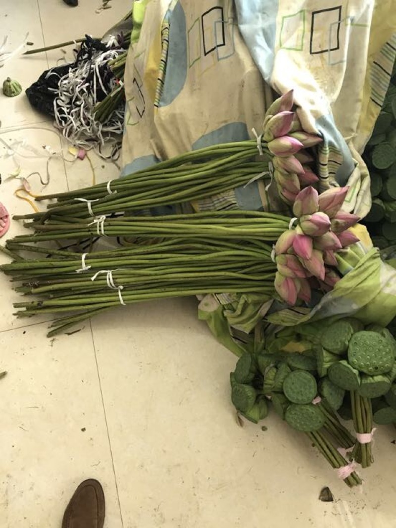 荷花60cm以上