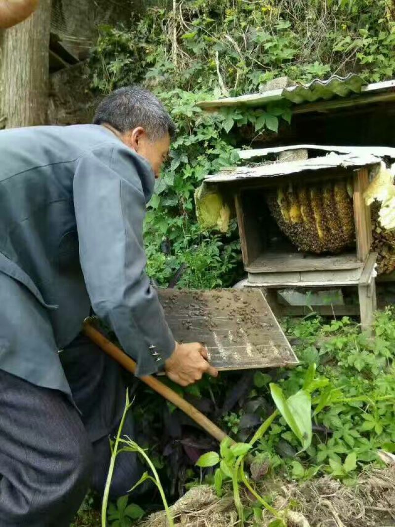 土蜂蜜2斤