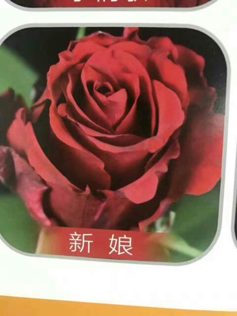 云南玫瑰种苗-基地发货月季小苗黑魔术四季卡罗拉鲜切花苗