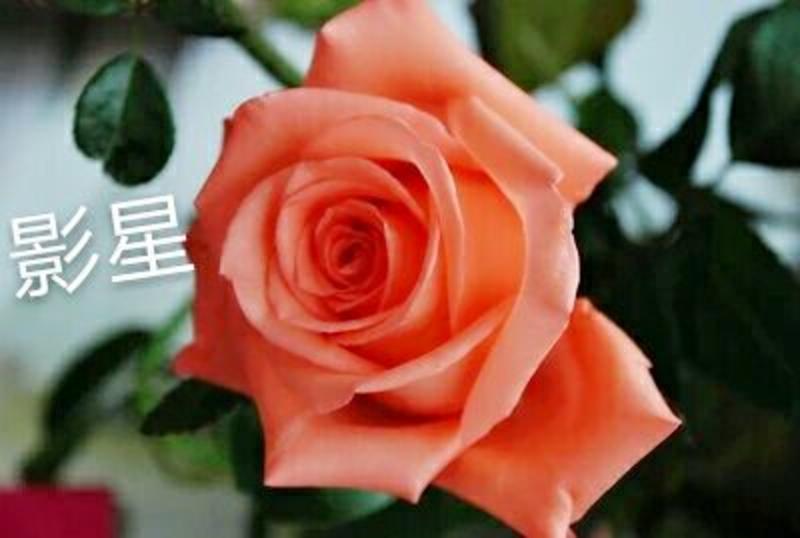 云南玫瑰种苗-基地发货月季小苗黑魔术四季卡罗拉鲜切花苗
