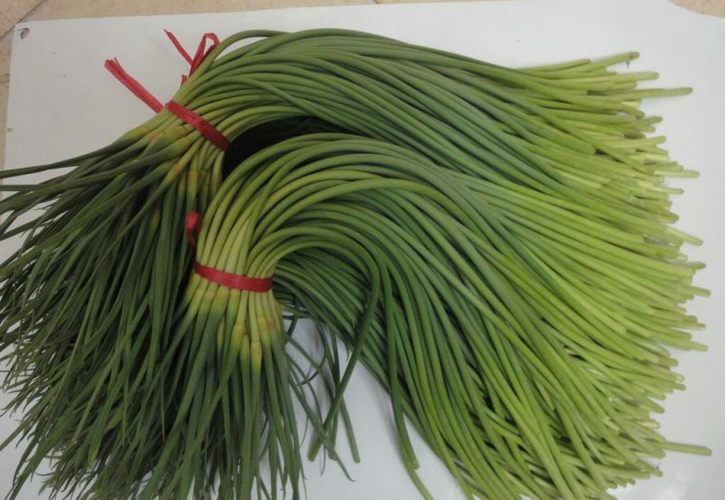热卖金乡红毛蒜薹精品30~40厘米基地直供商超品质