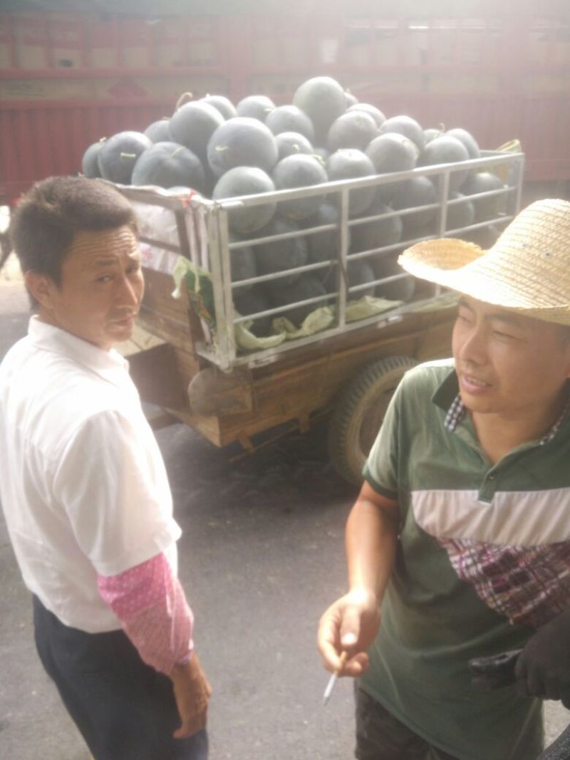 黑皮无籽西瓜8斤打底8成熟1茬