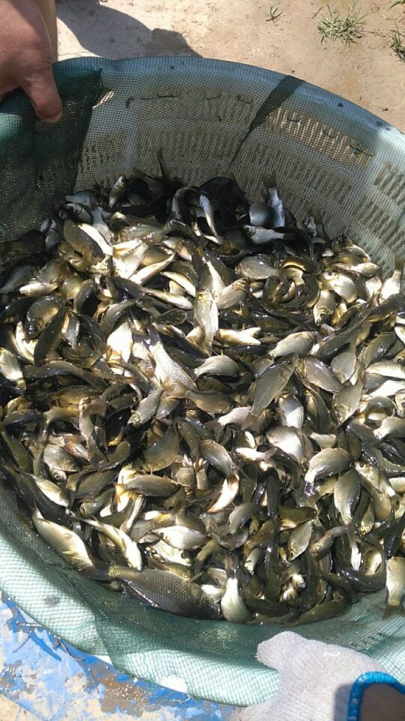 鲫鱼苗5~8公分
