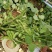 阜阳翠绿宝毛豆产地值供鲜食毛豆大量上市水洗打冷一条龙