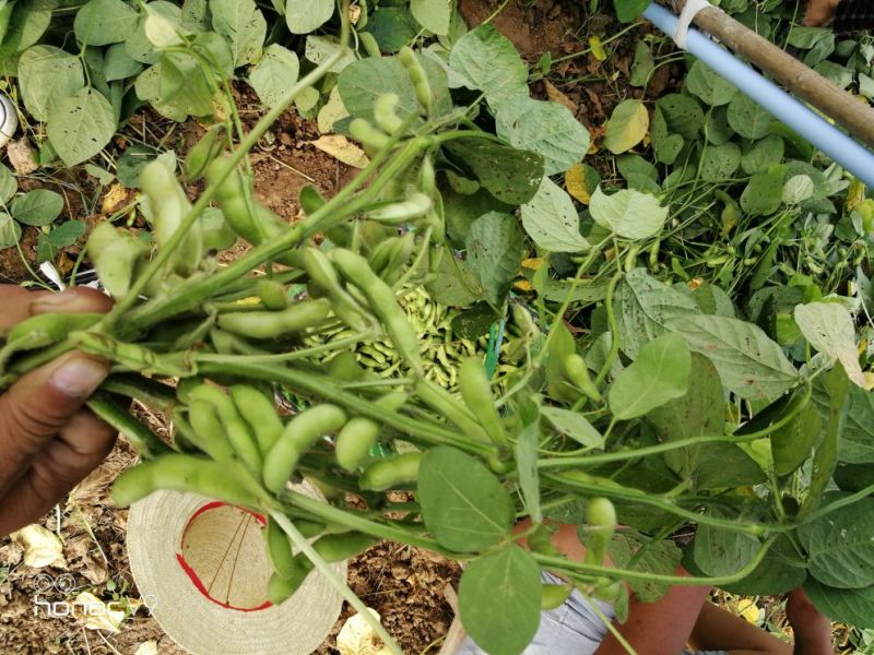 阜阳翠绿宝毛豆产地值供鲜食毛豆大量上市水洗打冷一条龙