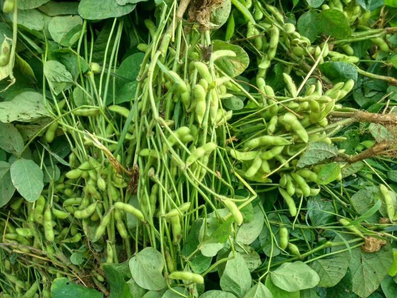 阜阳翠绿宝毛豆产地值供鲜食毛豆大量上市水洗打冷一条龙