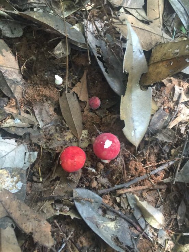 小红菌