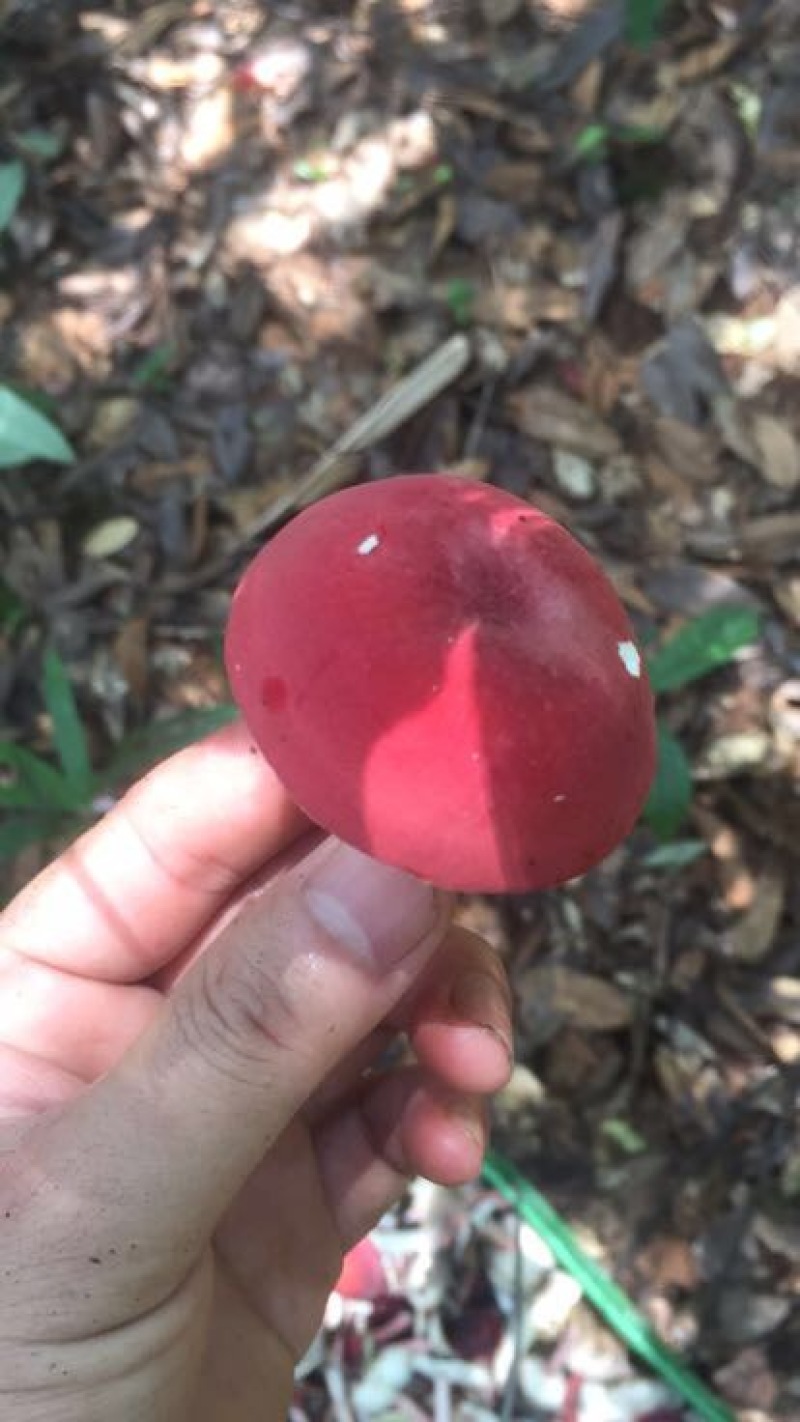 小红菌