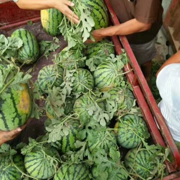 西瓜10斤打底9成熟1茬