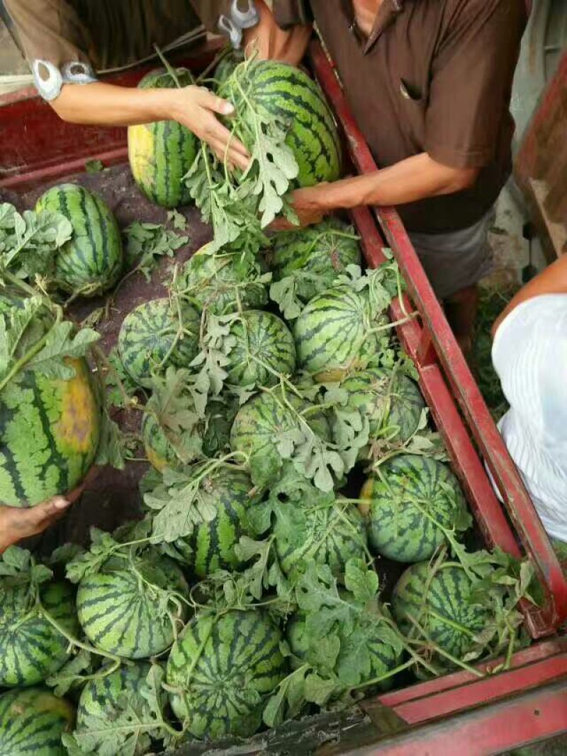西瓜10斤打底9成熟1茬