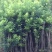 杨梅苗50~80cm