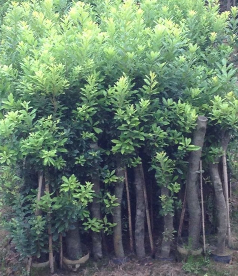 杨梅苗50~80cm