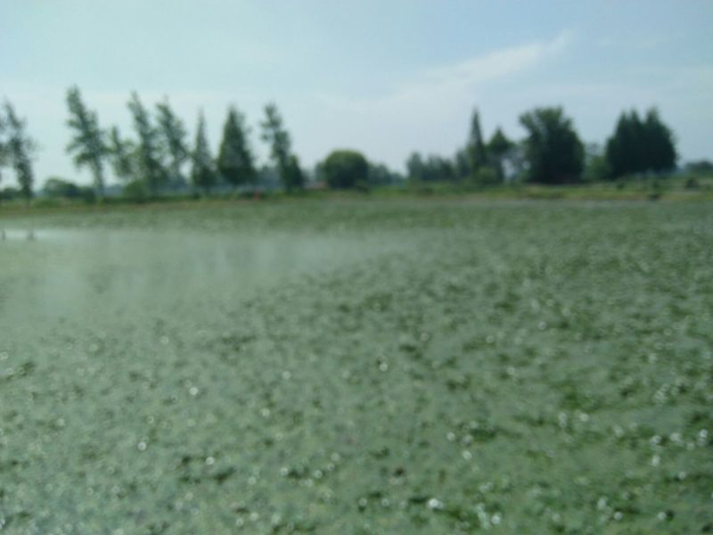 菱角大青茭湖区:活水大青菱角嫩甜可口老粉而糯