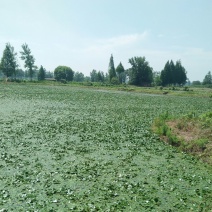 菱角大青茭湖区:活水大青菱角嫩甜可口老粉而糯