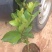 樱桃树苗2年30~50cm