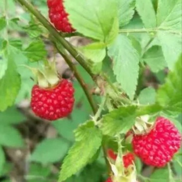 树莓苗10~30cm