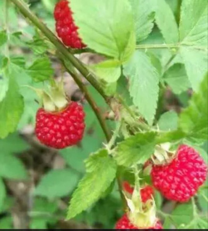 树莓苗10~30cm