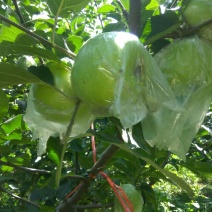 苹果75mm以上膜袋