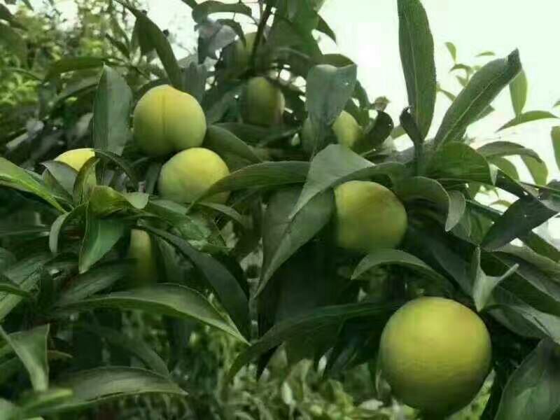 李子8钱到一两