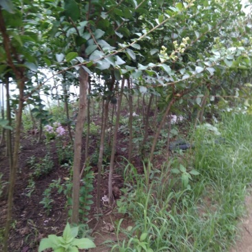 紫薇桩30~35cm