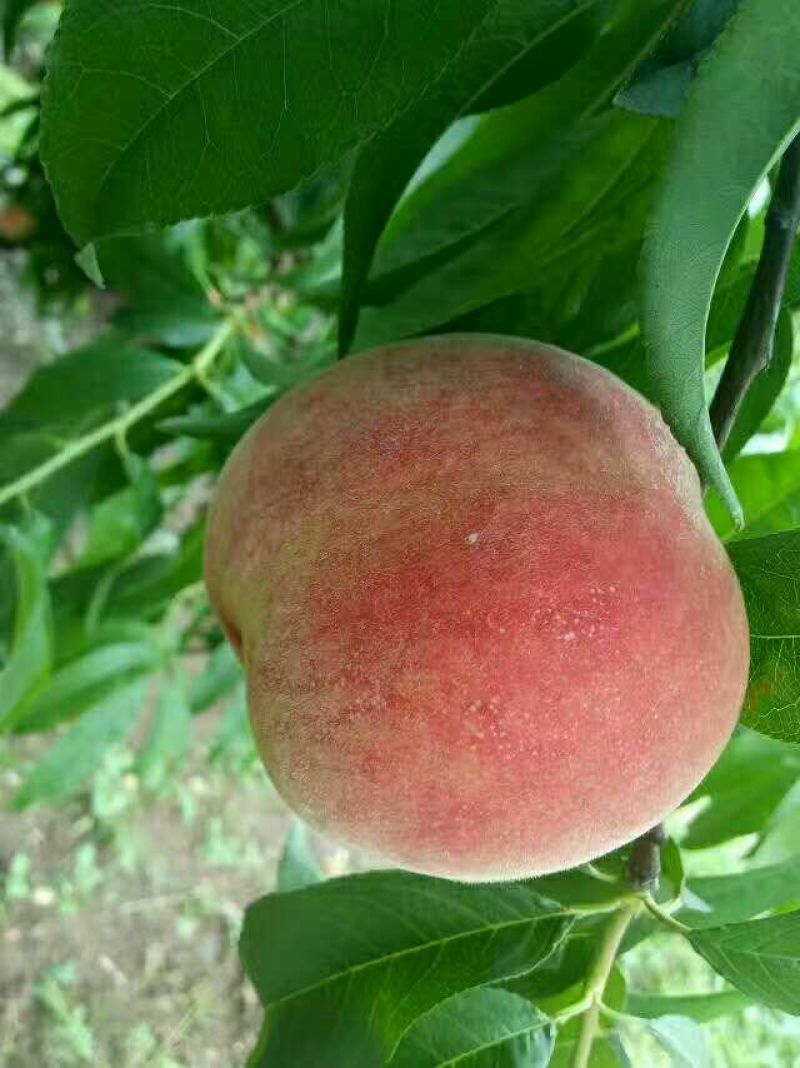 毛桃大量上市
