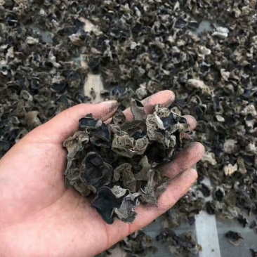 黑木耳菌棒