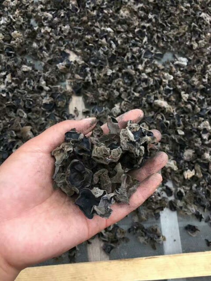 黑木耳菌棒
