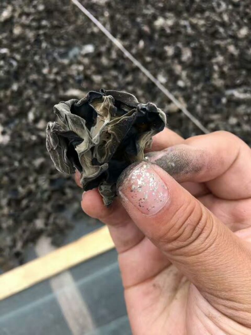 黑木耳菌棒