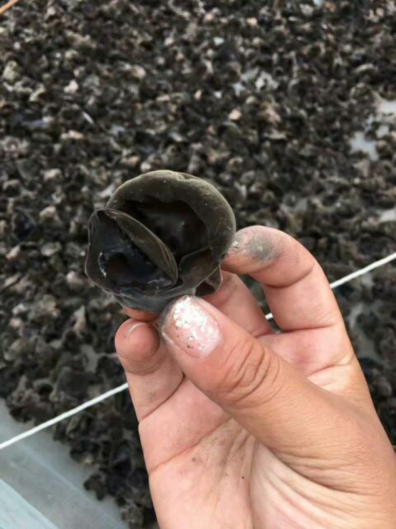 黑木耳菌棒