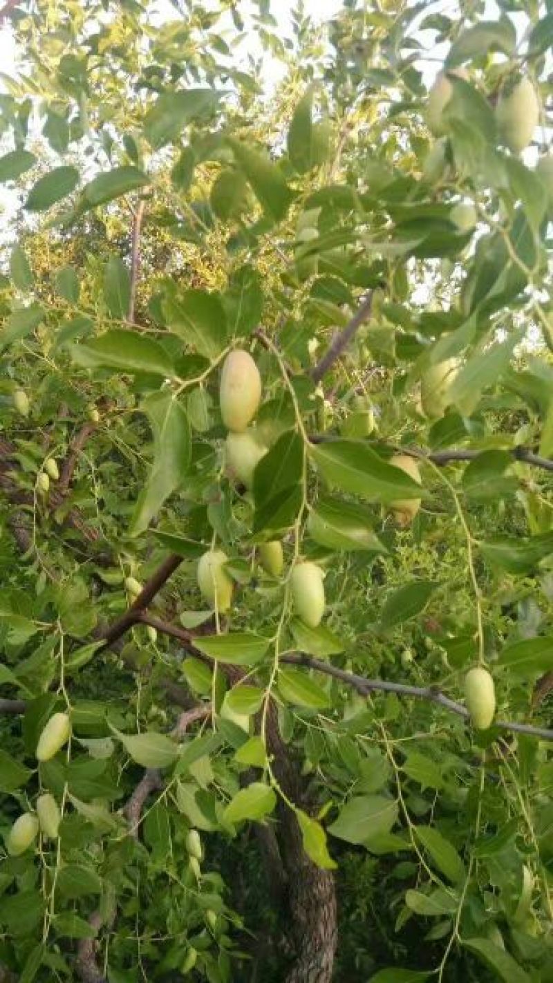冬枣树苗50~80cm