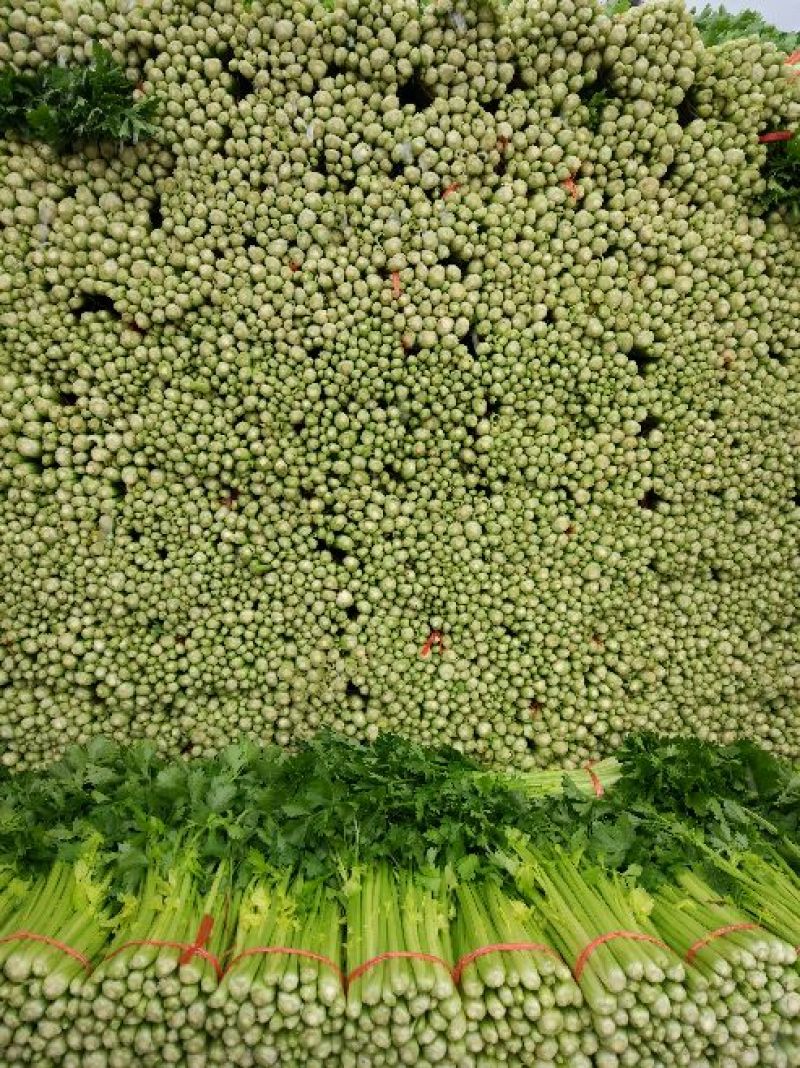甘肃省定西市毛芹55cm以上
