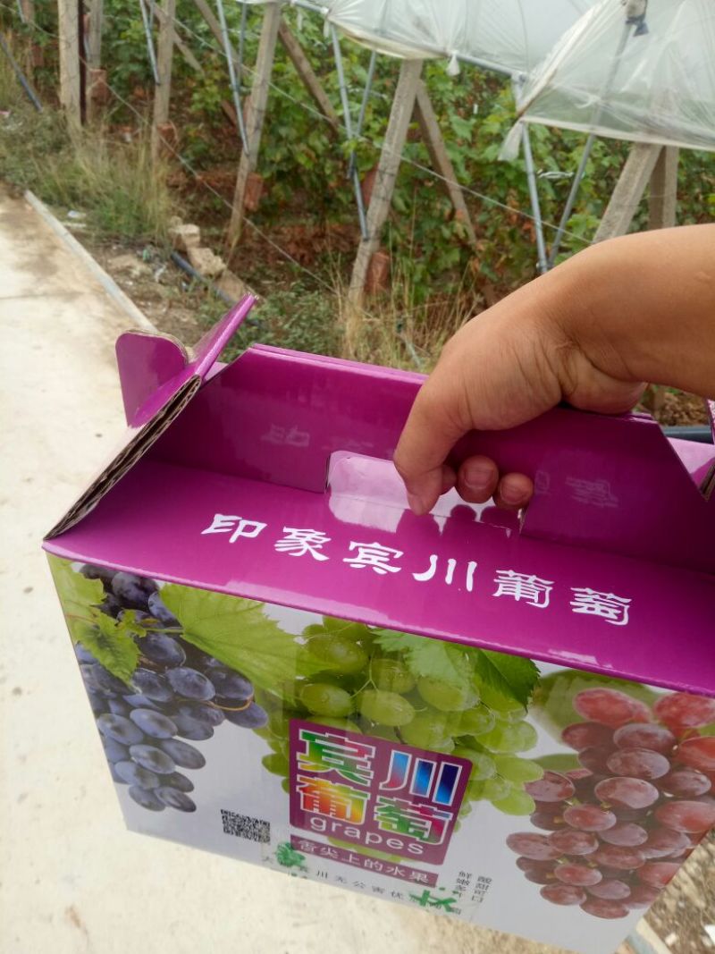 红提1~2斤5%以下