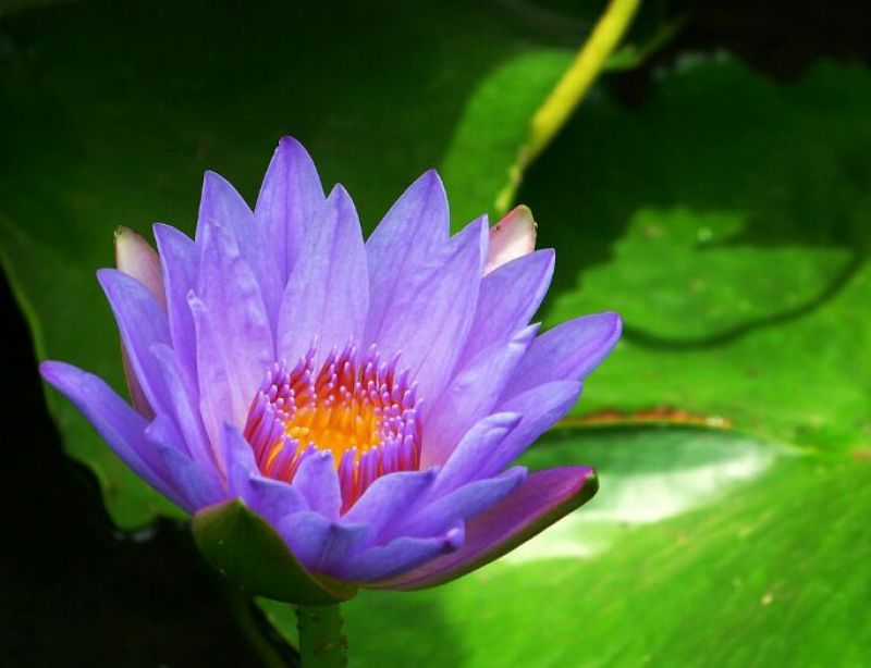 睡莲种苗地栽苗10~20cm
